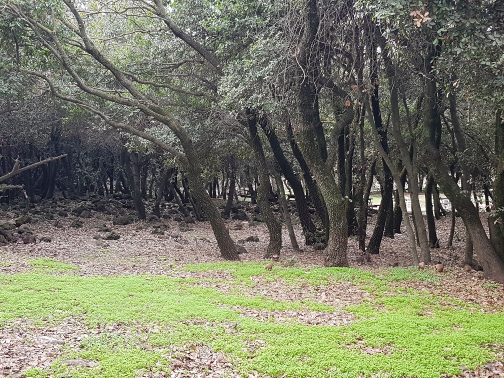 יער האיילים יער אודם