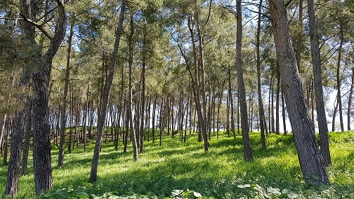 גבעת הרקפות רמות מנשה