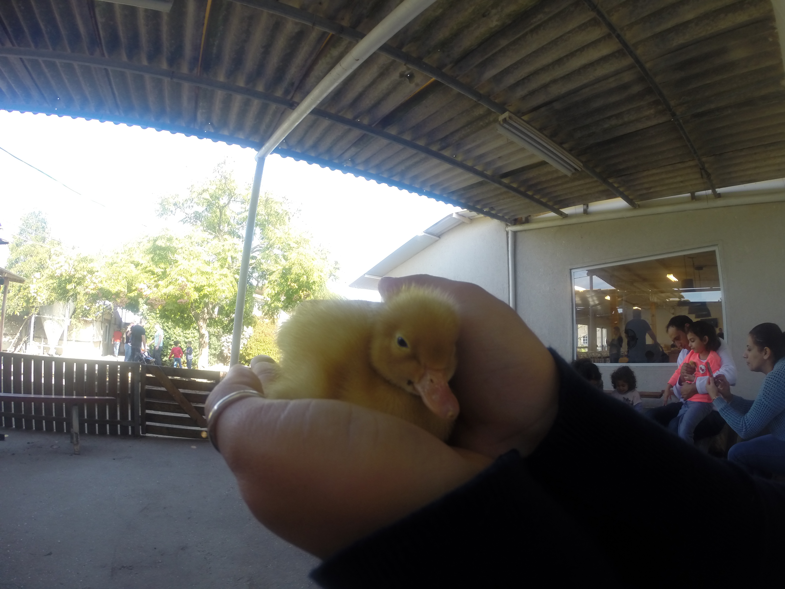 ברווזים בכפר – מרכז מבקרים לכל המשפחה