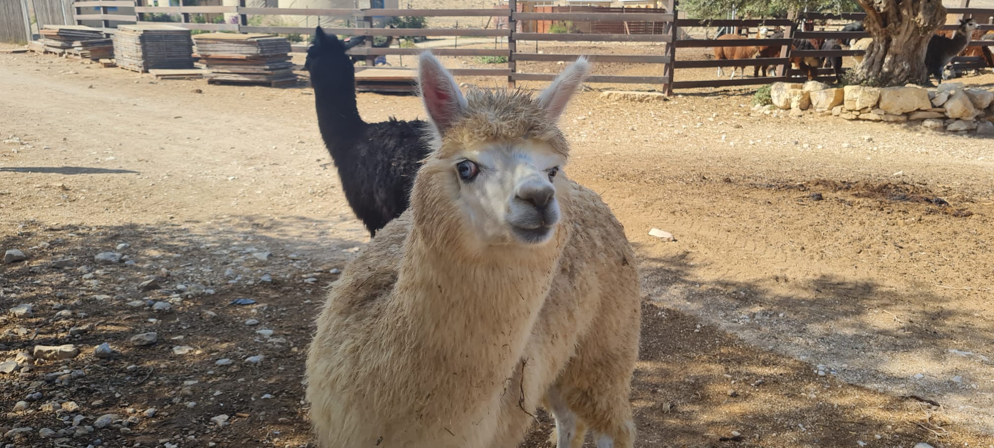 חוות האלפקות – מצפה רמון