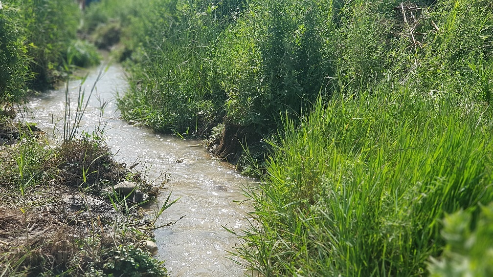 עין אביאל - נחל תנינים