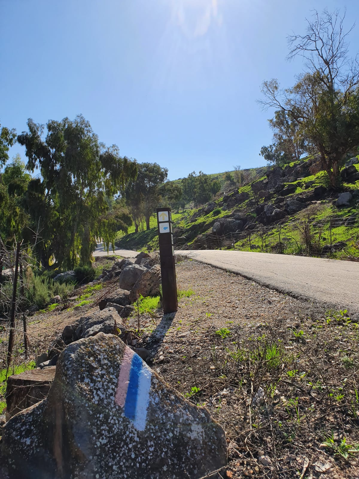 יער שוויץ – טיול בדרך נוף הכנרת