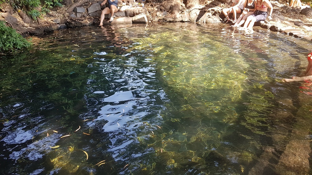 עין אמפי עין אקליפטוס מעיין צלול ברמת הגולן