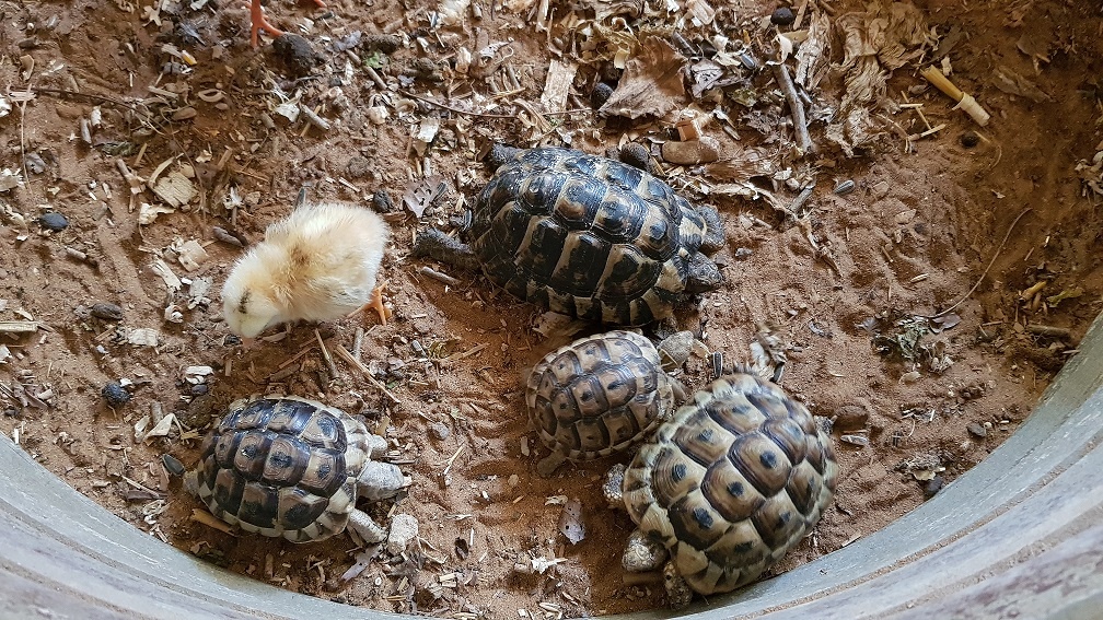 חוות התוכים בכפר הס
