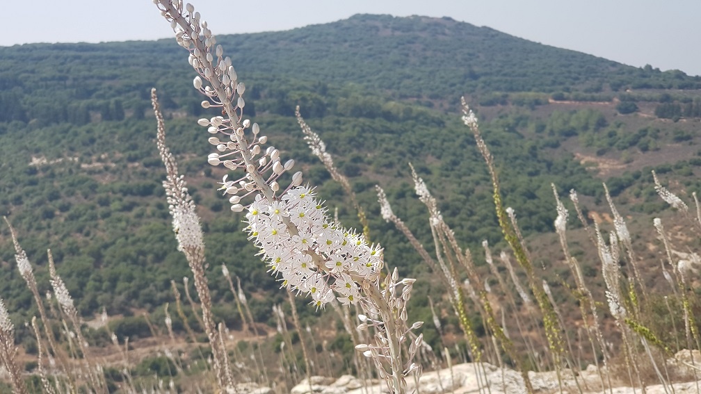 חצבים בתל יודפת