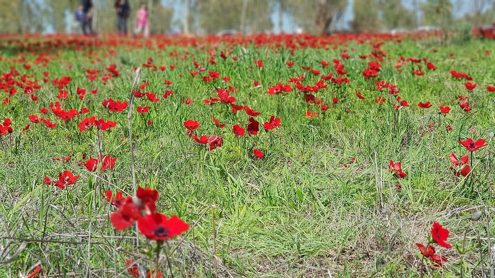 דרום אדום יער שוקדה