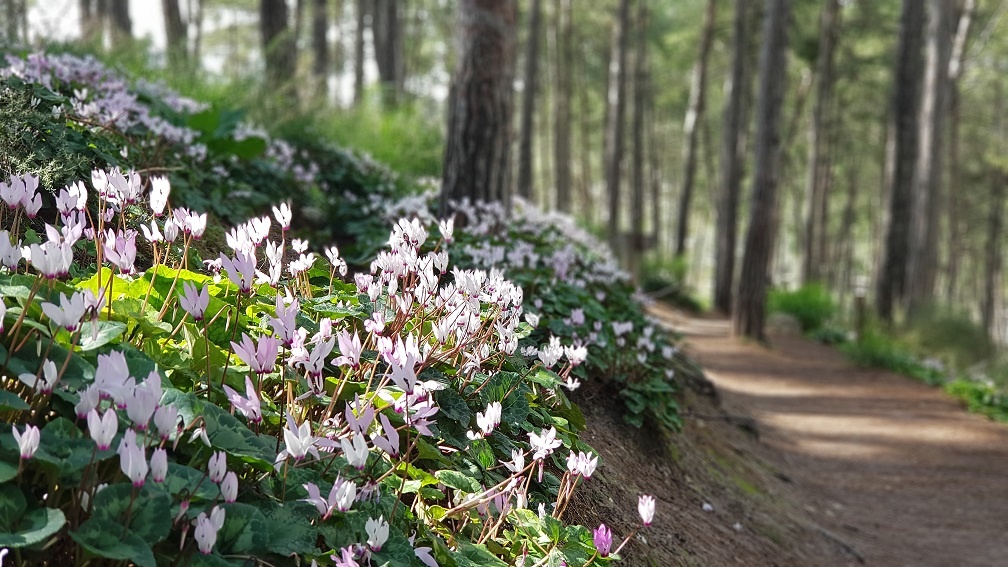 גבעת הרקפות יער הרקפות רמות מנשה