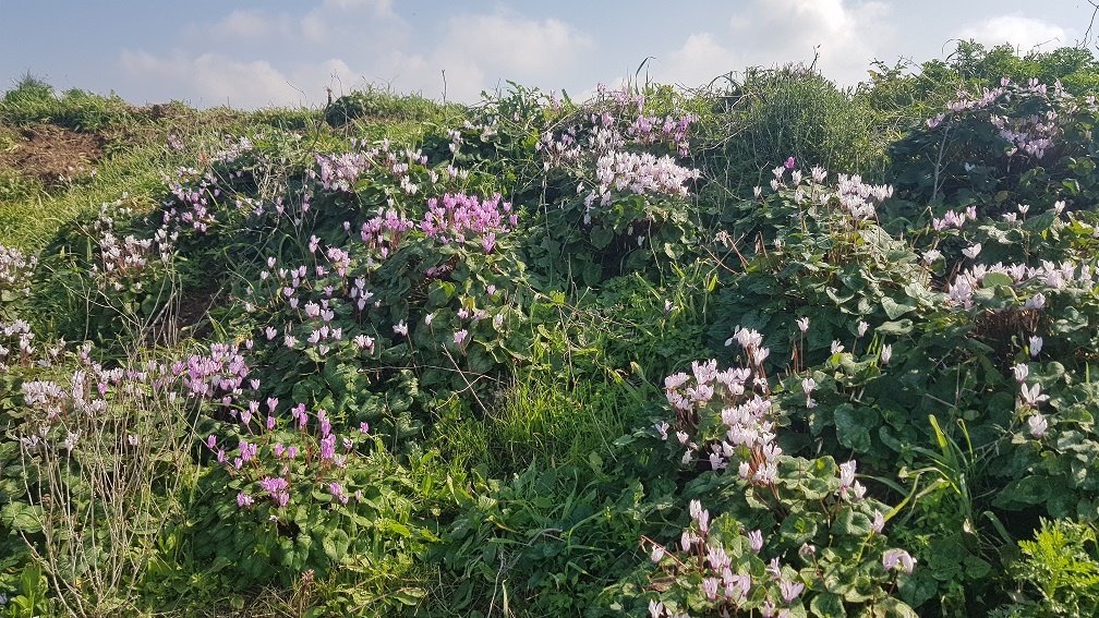 גבעת הפרחים וגבעת הצבעונית: החלק שקרוב לבריכות הדגים ומעיין הצבי