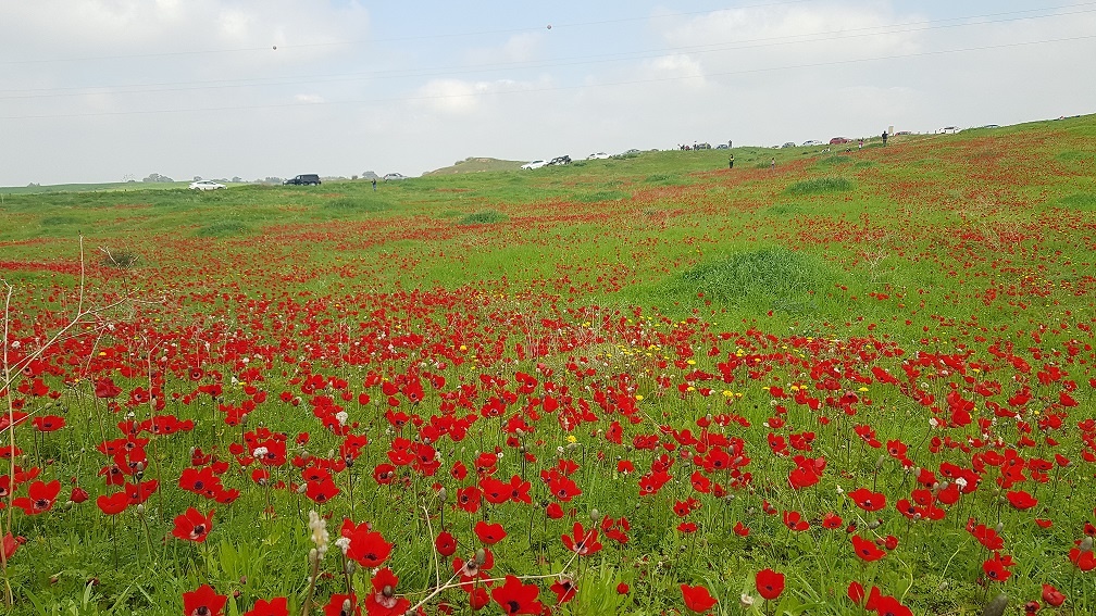 שמורת הטבע בתרונות רוחמה – העץ הבודד, הכלניות ומגדל התצפית