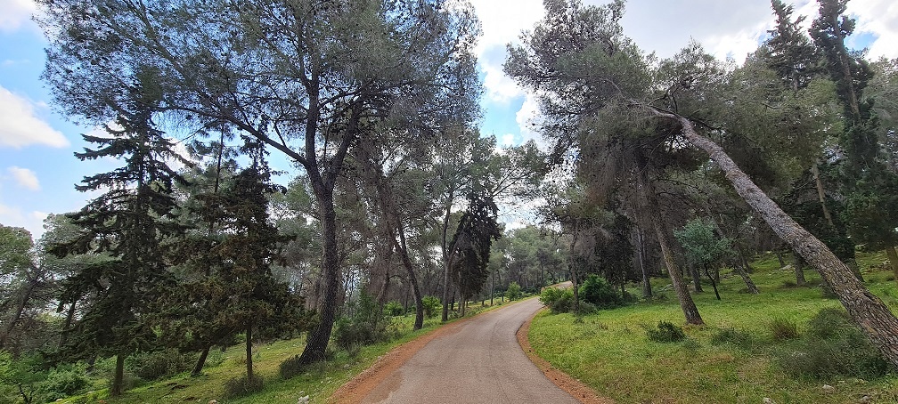 דרך נוף יער בית קשת מסלולים ותצפיות – נוף התבור