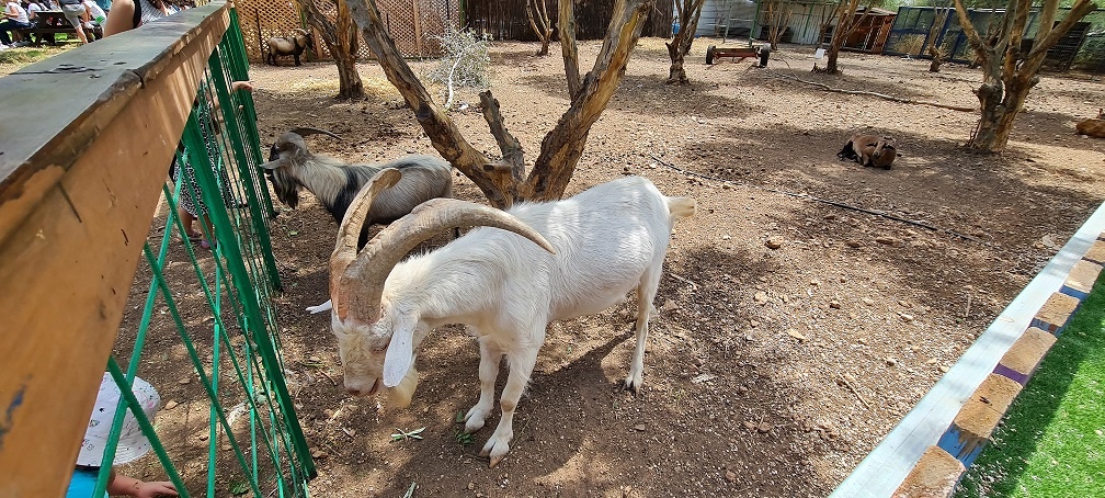 החווה בגליל – המקום הכי מיוחד שיש בגליל
