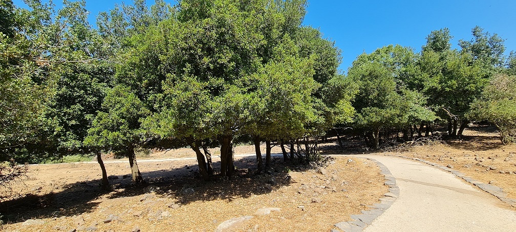 בג'ובה הגדולה יער אודם