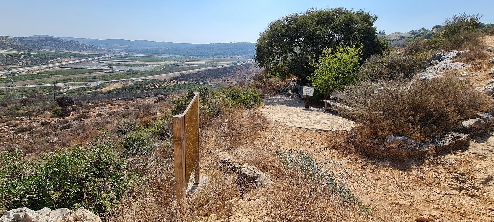 מערת המייש - מערה ובמרכזה עץ המייש הנדיר