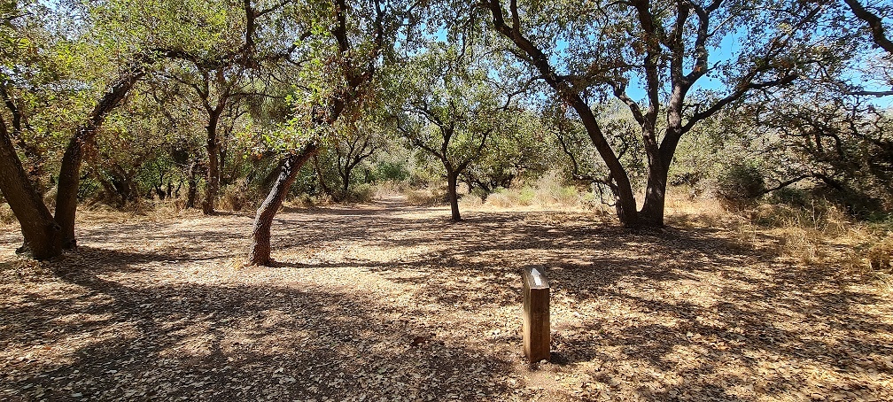 שמורת הטבע אלוני יצחק