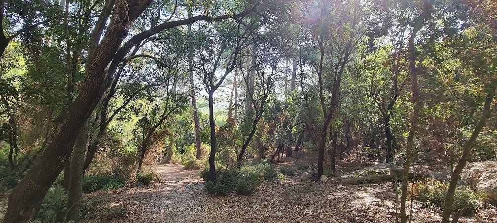 יער חניתה אתר חומה ומגדל עין כובשים ונחל הבאר