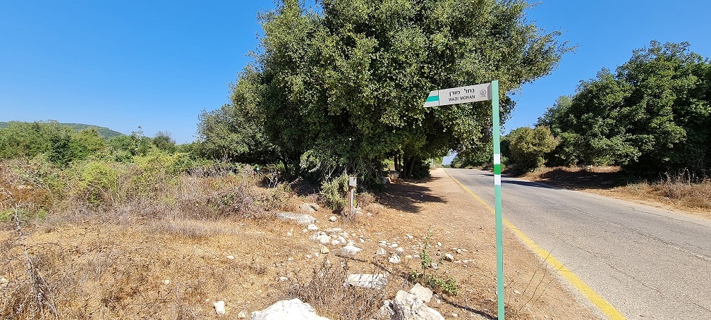 נחל נריה ונחל מורן - טיול בחורש ים תיכוני ופריחה עוניתית