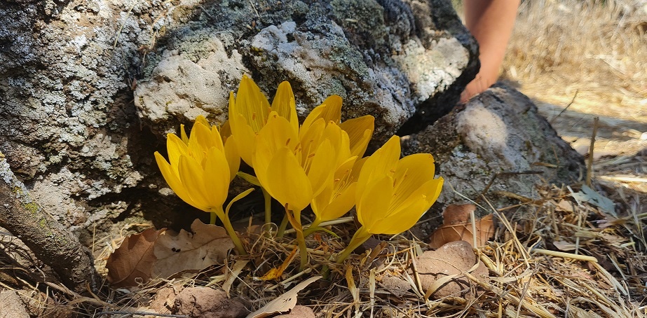 הר חוזק בשמורת רכס בשנית – פריחת החלמוניות