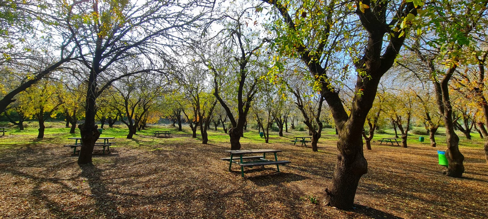 יער לביא פריחת הרקפות