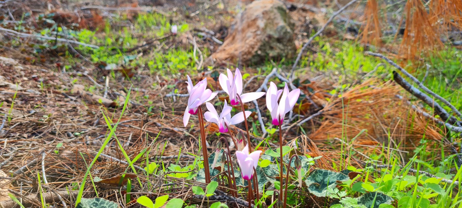 שביל הרקפות במגדל העמק