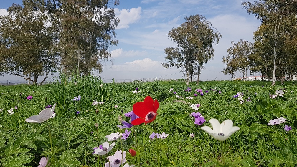 פריחת הכלניות במנחת מגידו - יער כלניות הסרגל