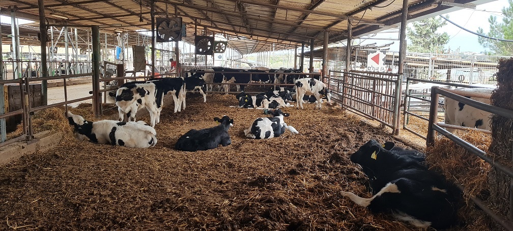 שביל פרות החלב – בית לחם הגלילית