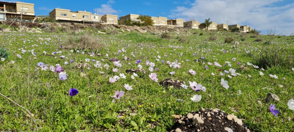 שביל סיון – עמק השלום ונחל סנין