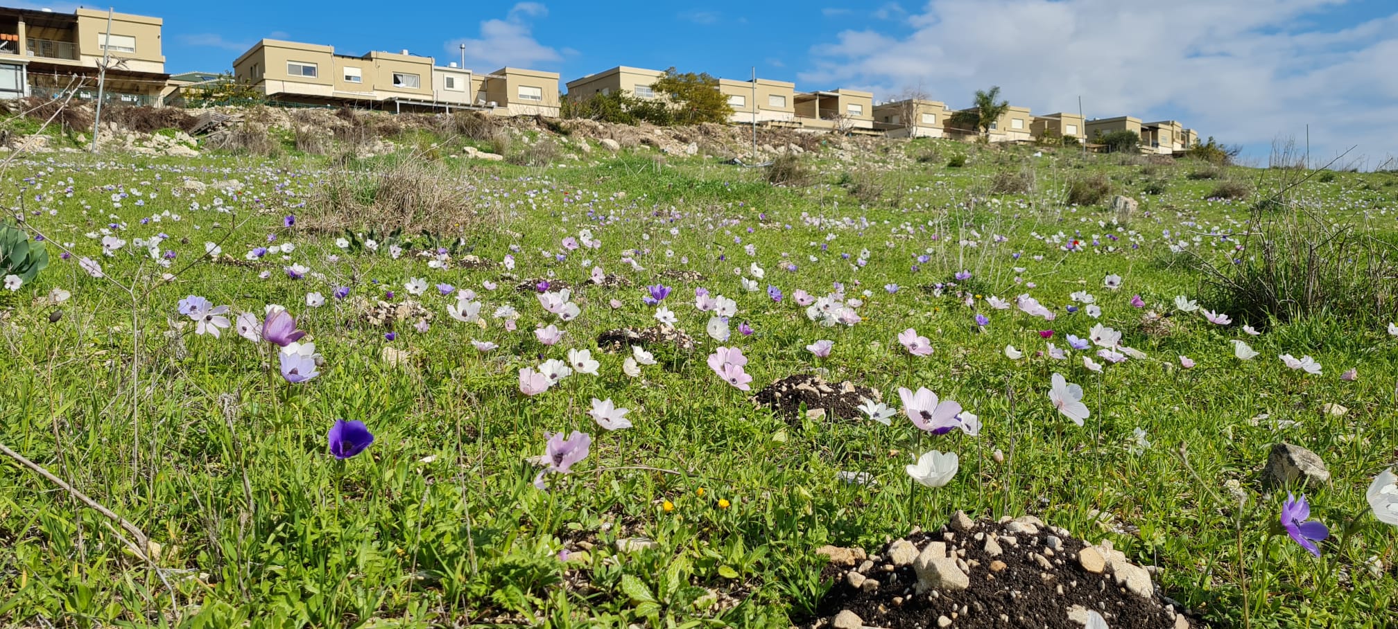 שביל סיון – עמק השלום ונחל סנין