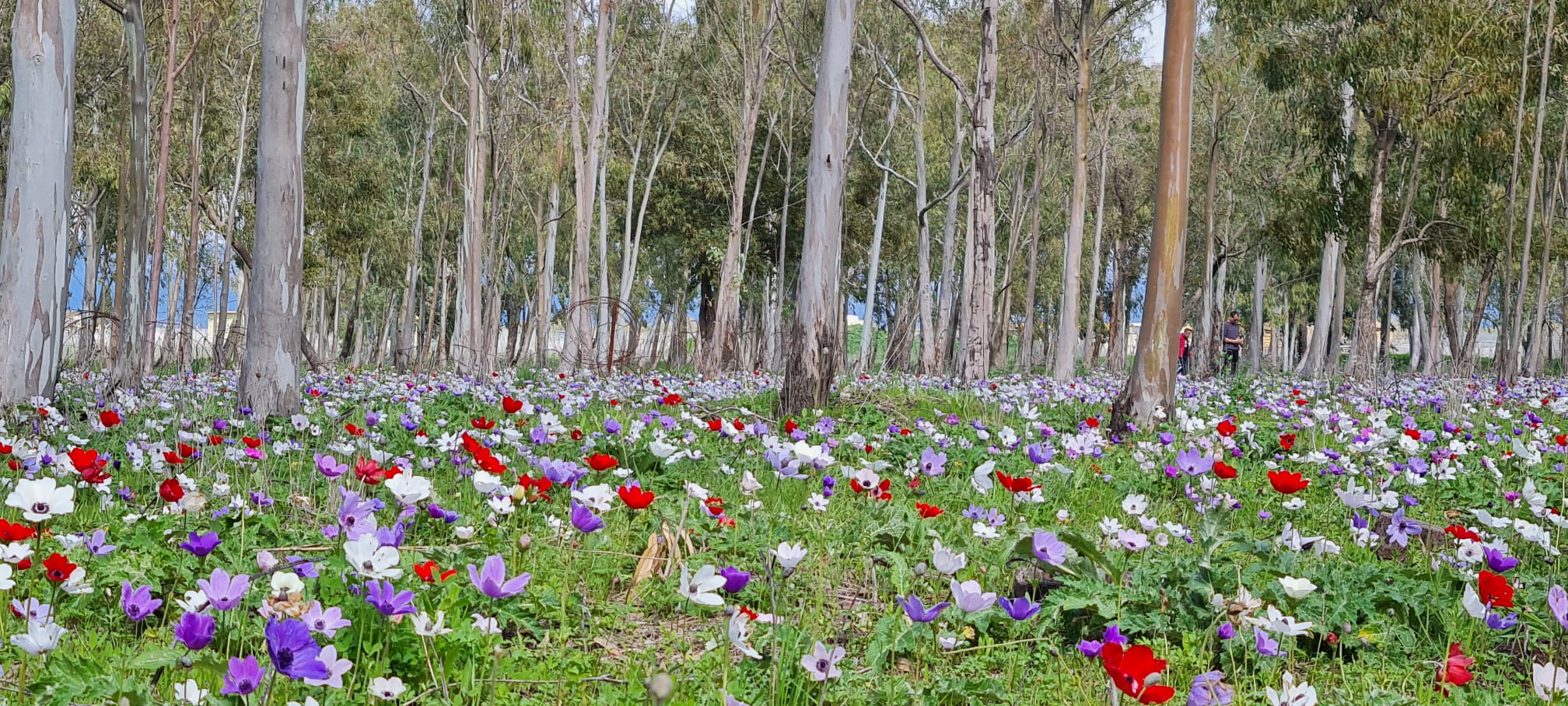 פריחת הכלניות במנחת מגידו - יער כלניות הסרגל