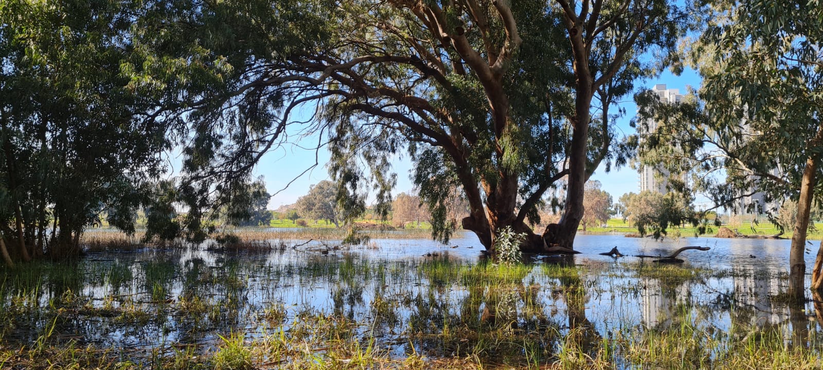 פארק שלולית החורף ושמורת האירוסים בנתניה