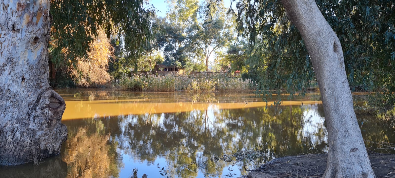 שלולית החורף שפיר – עין צורים