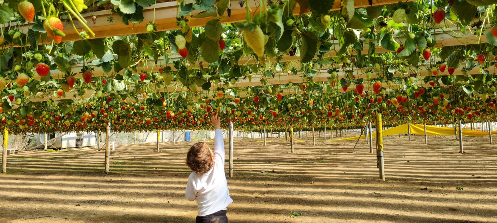משק 77 – קטיף תותים ופעילויות לכל המשפחה