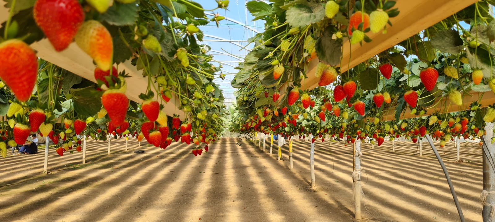 משק 77 – קטיף תותים ופעילויות לכל המשפחה