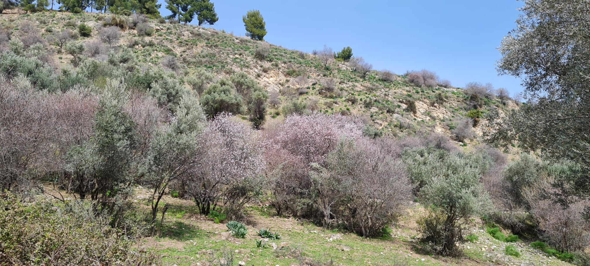 שמורת הטבע נחל ראש פינה
