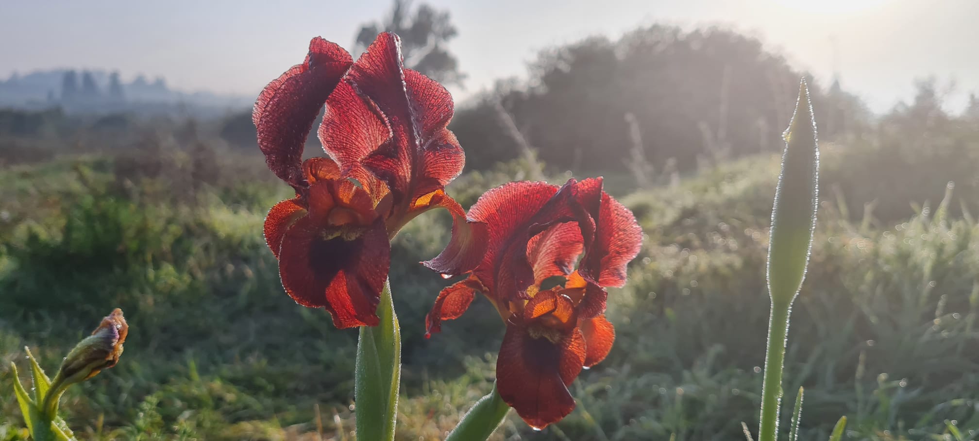 גבעת חומרה – שמורת אירוס הארגמן