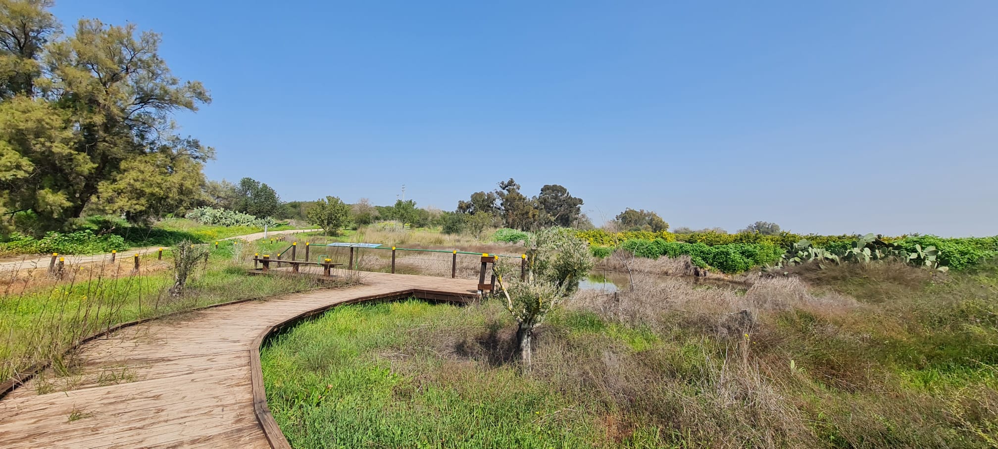 יער כרמון ושלולית החורף הודיה