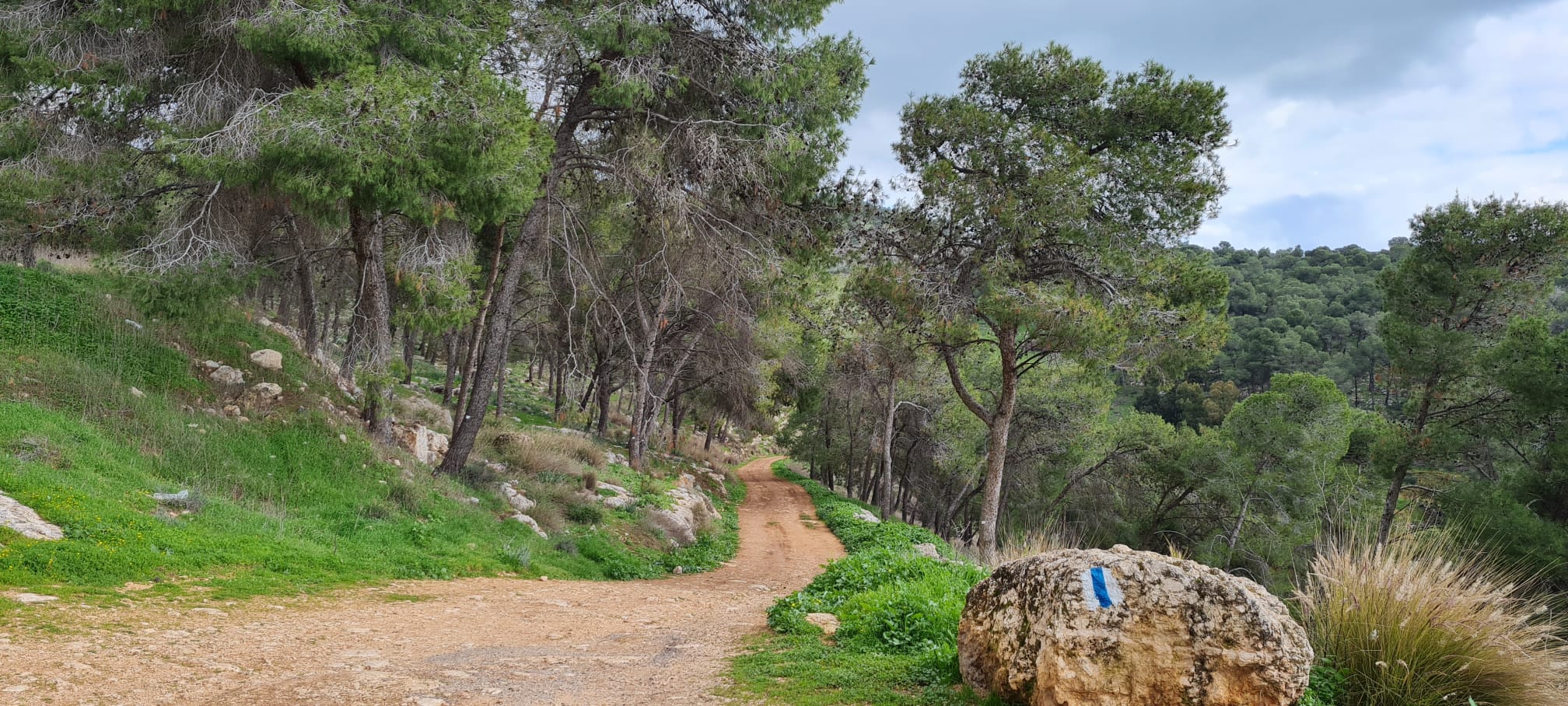 טיול ביער גבעת המורה – דרך נוף העוברת ביער הפורח