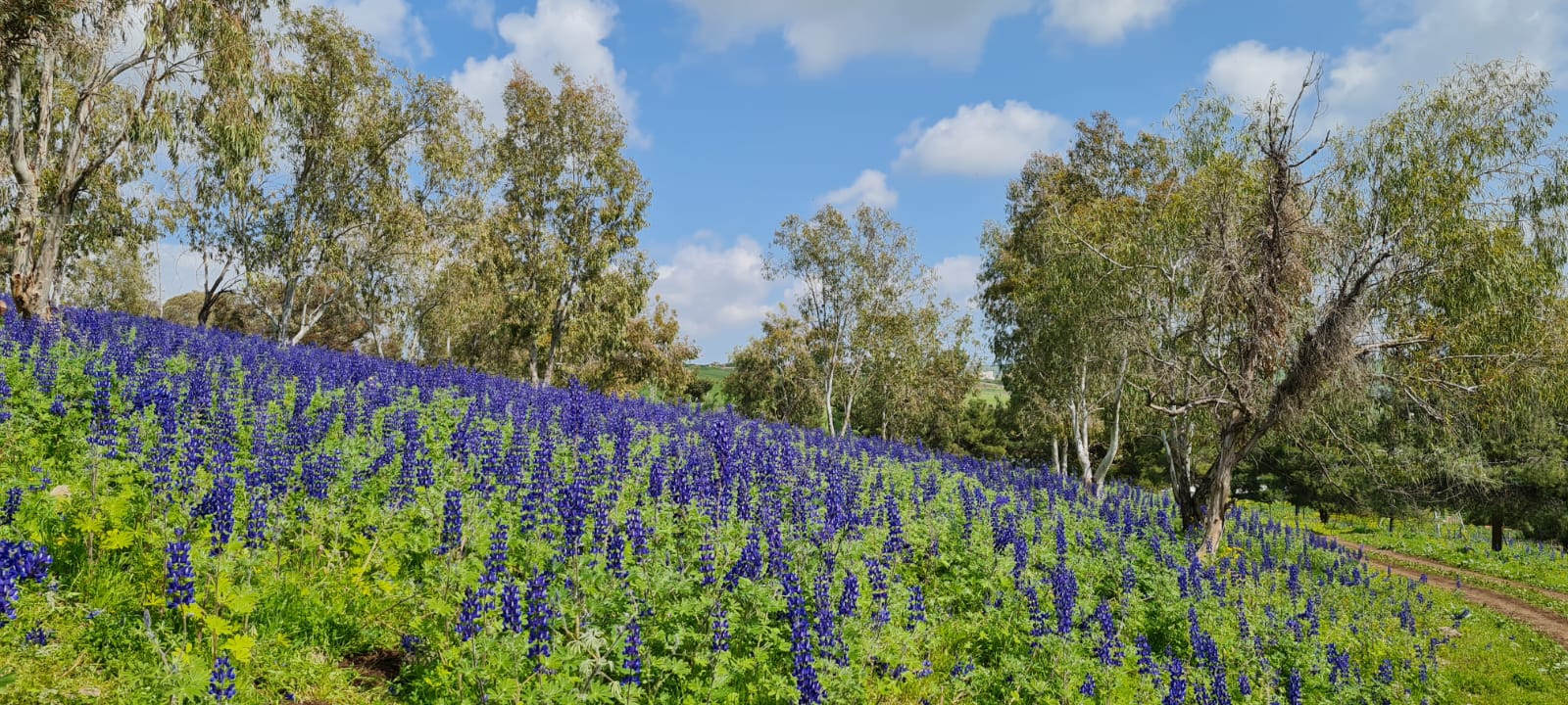שמורת תורמוס ההרים בנעורה גבעת המורה