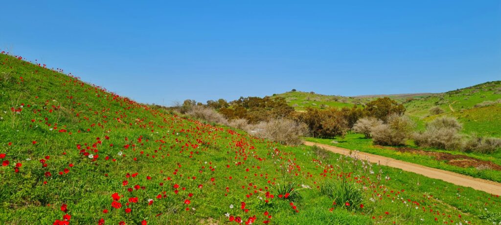 בשבילי התבור – טיול שטח בנהיגה עצמית