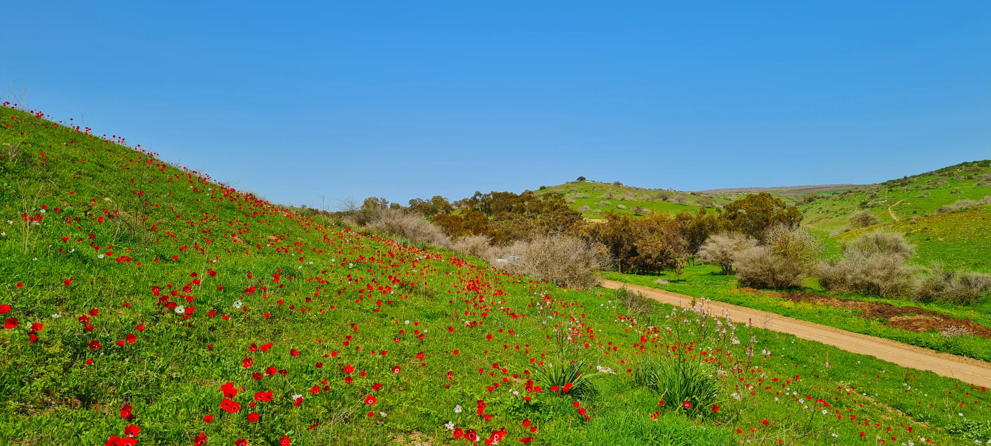 בשבילי התבור – טיול שטח בנהיגה עצמית