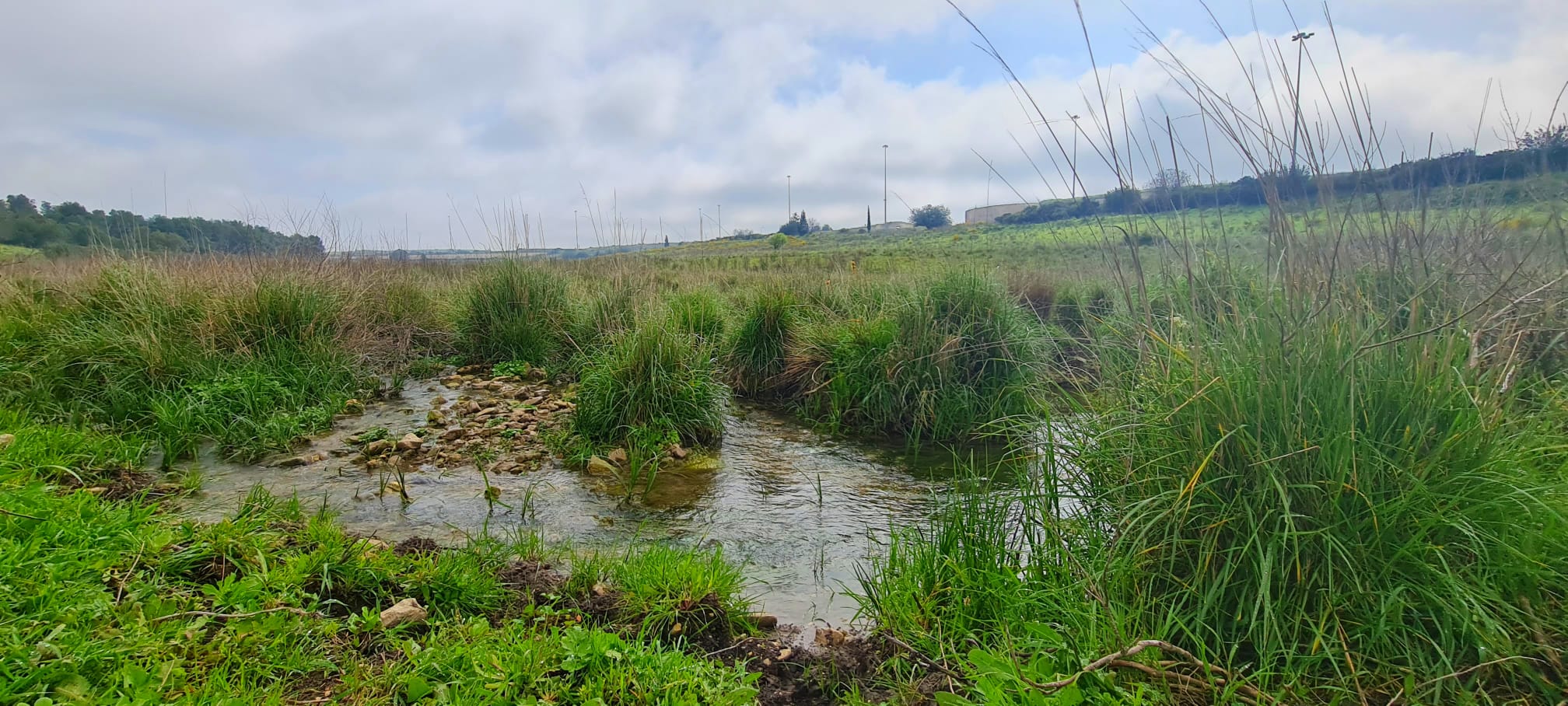 שמורת הטבע נחל תות