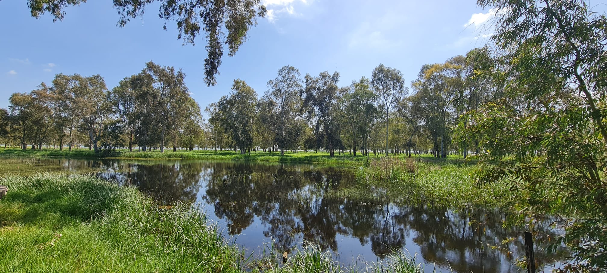 חניון יער נטור – שלולית החורף בג'וריה