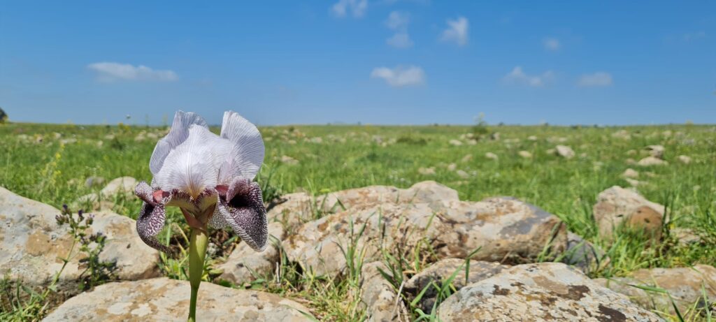 מפל האירוסים ופריחת אירוס הגולן – צומת המפלים