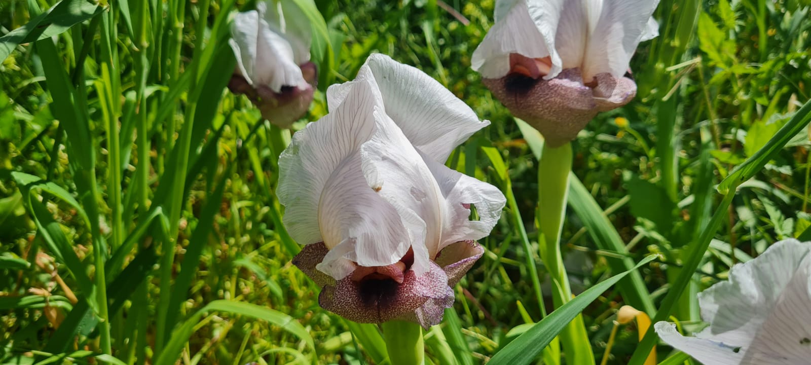 גן לאומי תל חצור