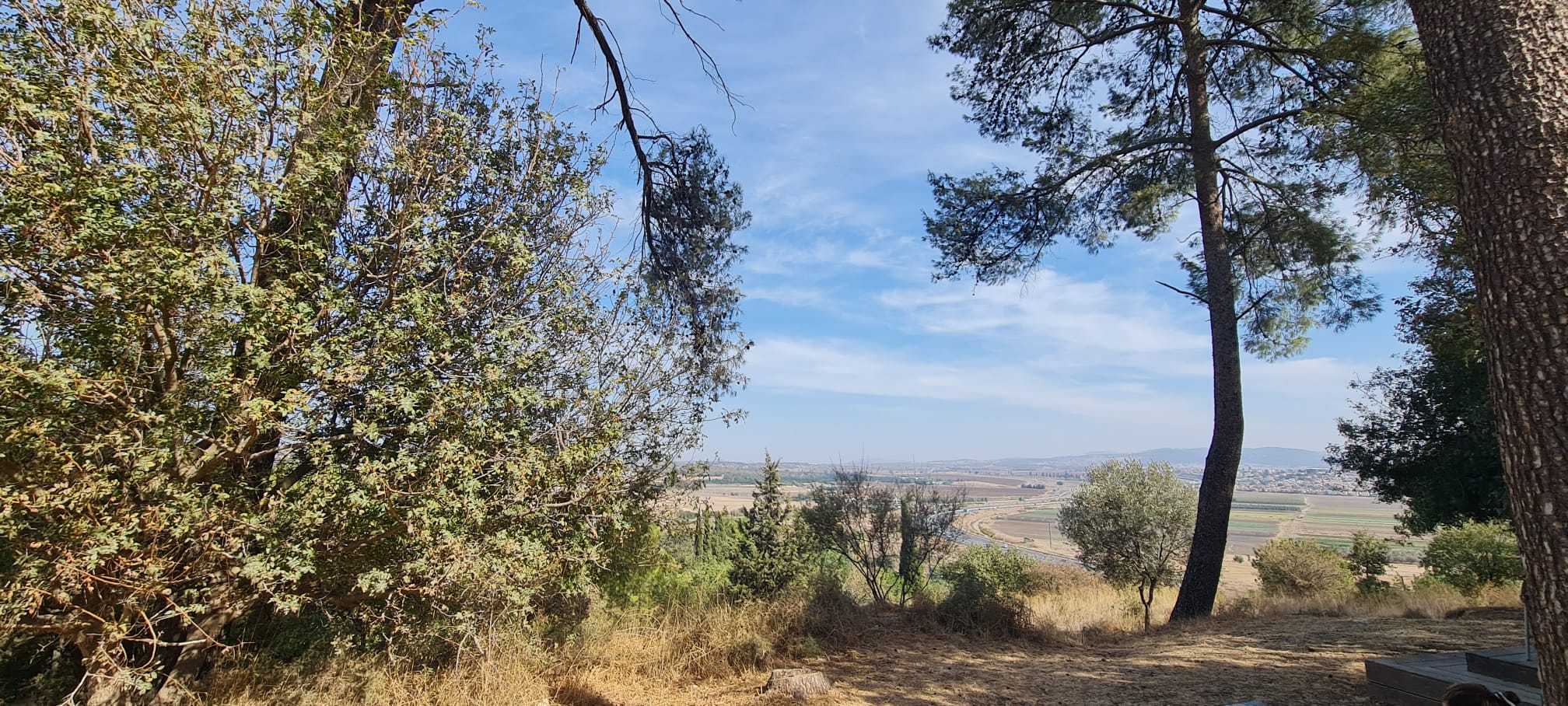 חורשת השומרים יער לנדוי – קריית טבעון
