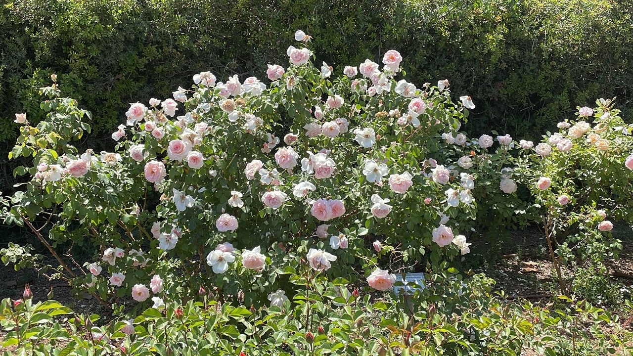 גן הוורדים בירושלים – גן וואהל