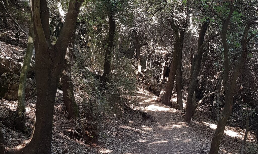 שמורת טבע המסרק