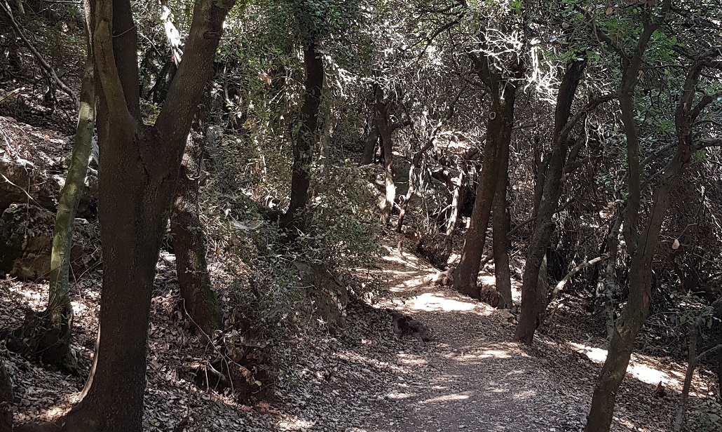 שמורת טבע המסרק