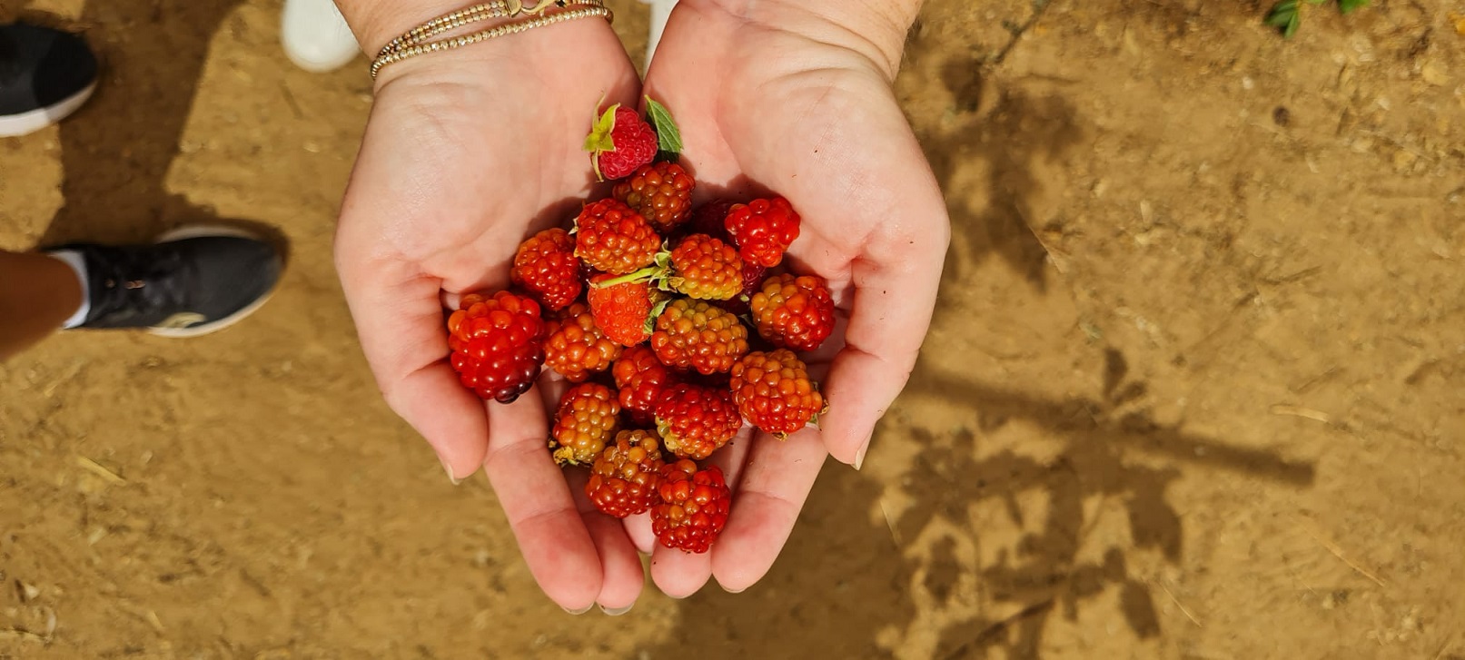 משק הפארק – חווית קטיף ופעילויות לילדים