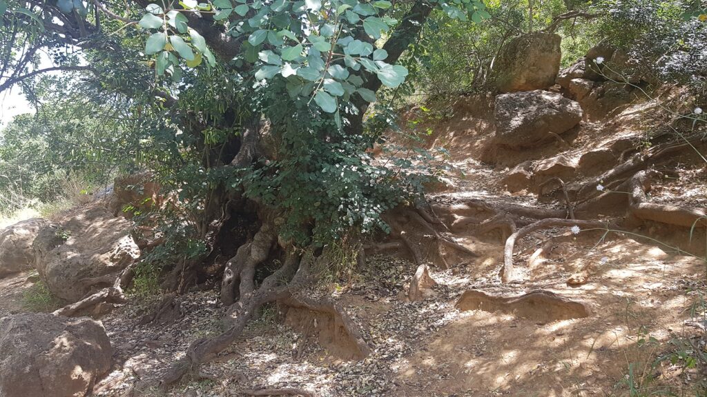 שמורת הר כמון – נחל כמון