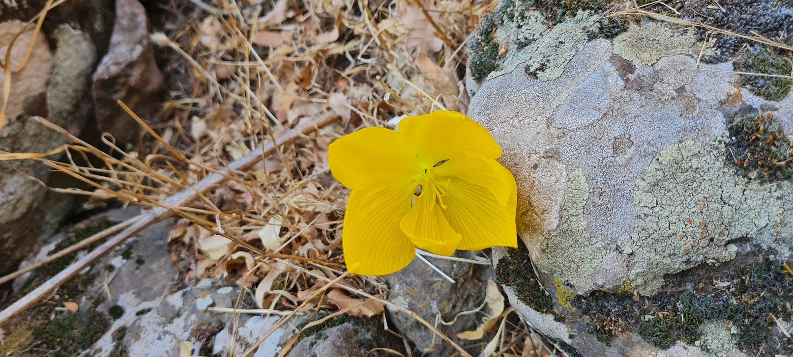דרך החלמוניות ביער יתיר